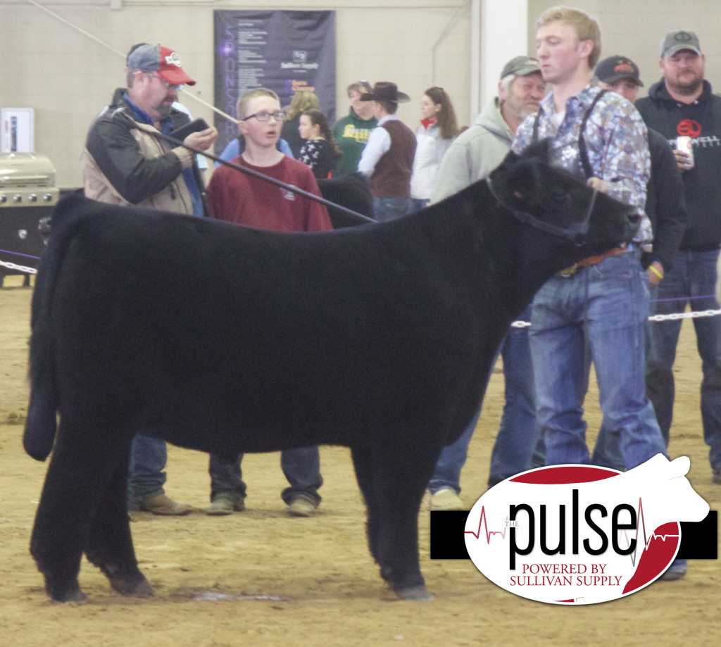 Green 5th overall crossbred steer