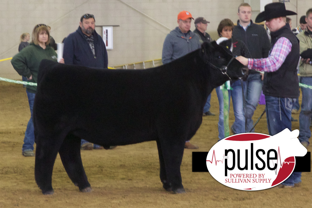 Green Res Chi Steer