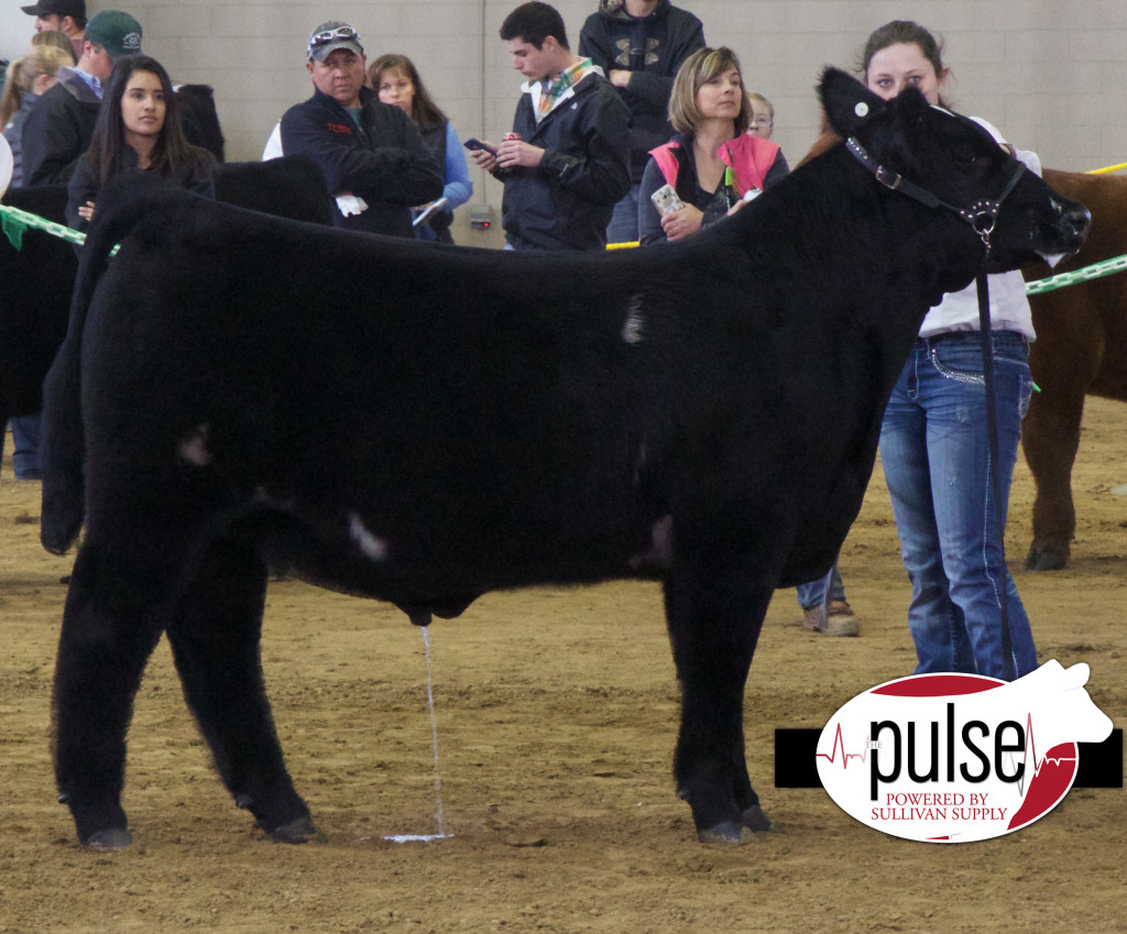Green res mainetainer steer