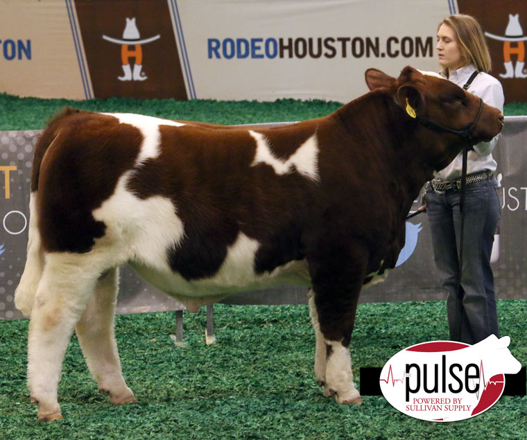 Houston Stock Show | Open Maine Anjou Bull | The Pulse