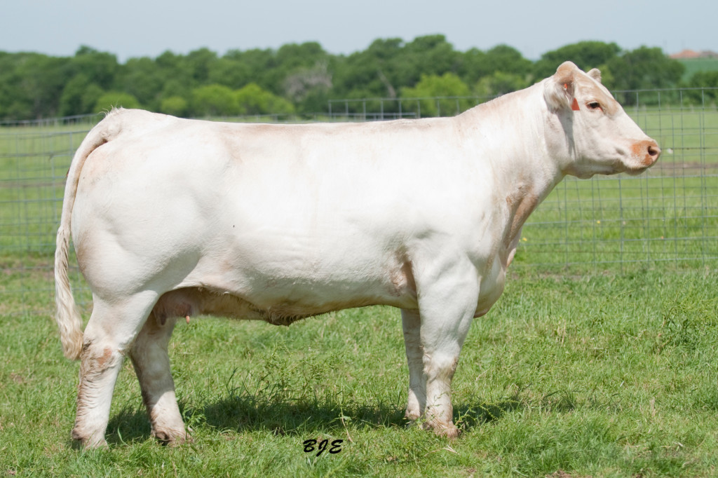 107 Kate (Fasttrack) one of the most powerful Charlais females int he breed