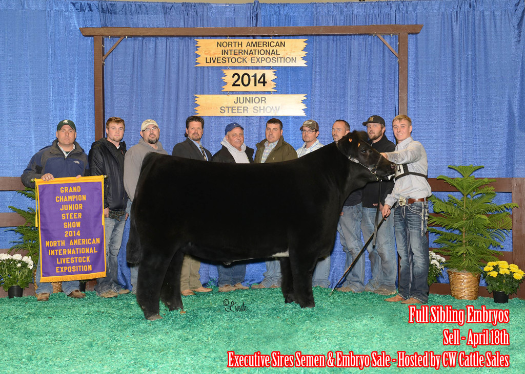 2014 NAILE - Grand Champion Steer - WITH SALE TEXT
