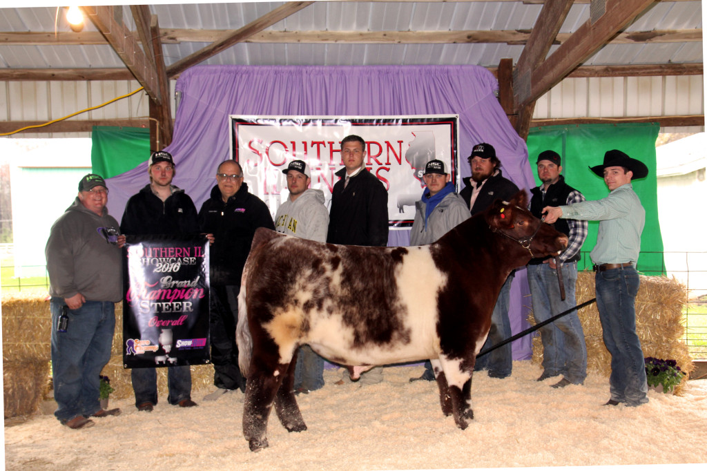 2016 S. Illinois Ch. Shorthorn and Grand Ch. Steer