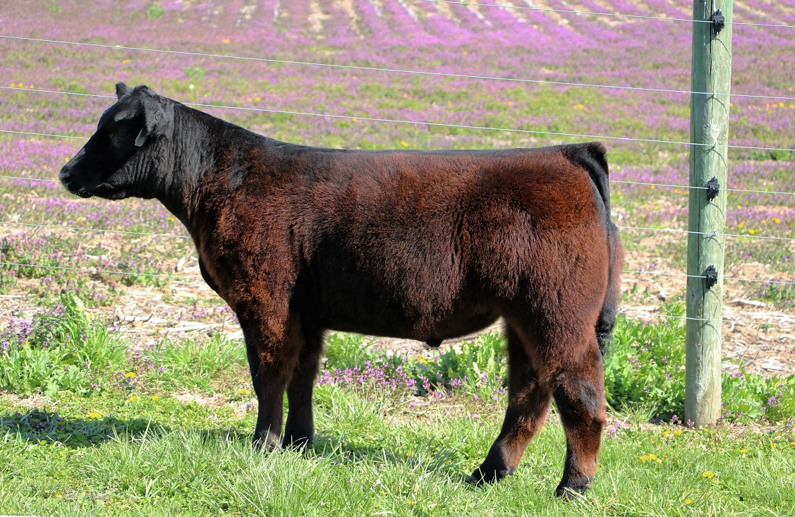 Elliott Cattle Company’s Fall Born Heifer & Steer Sale | The Pulse