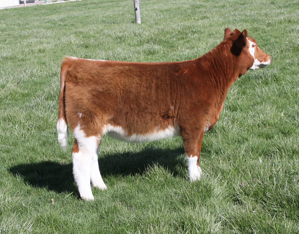 red and white heifer 096