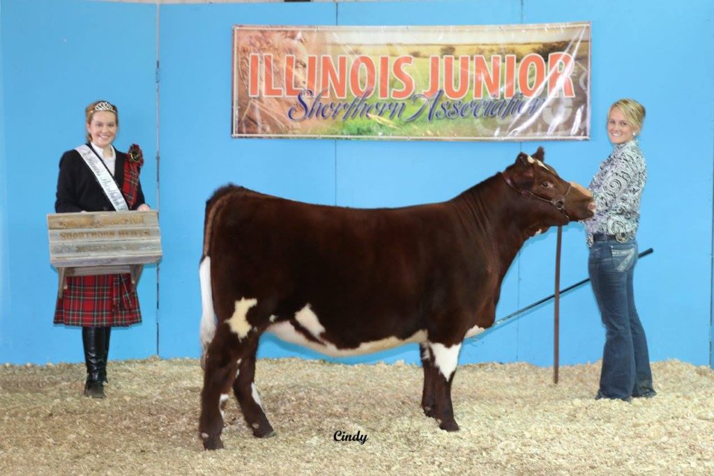 Ch_Shorthorn Heifer_IL Preview_16