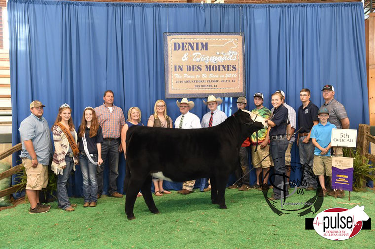 2016-AJSA-5th-Overall-Owned-Purebred-Heifer-exhibited-by-Karlee-Griswold-PPW8647