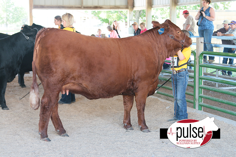 Champion Bred and Owned Optimizer Heifer copy