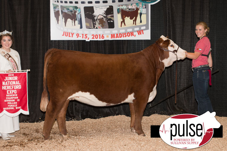 Junior National Hereford Expo | Owned Females – Division IX – Polled ...