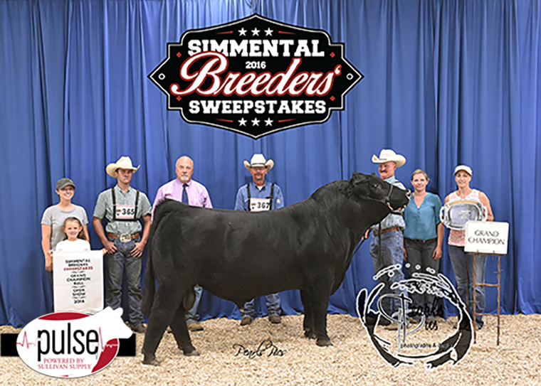2016 SBS Chamion Purebred bull-Morgan Phillips PPW_5496 copy