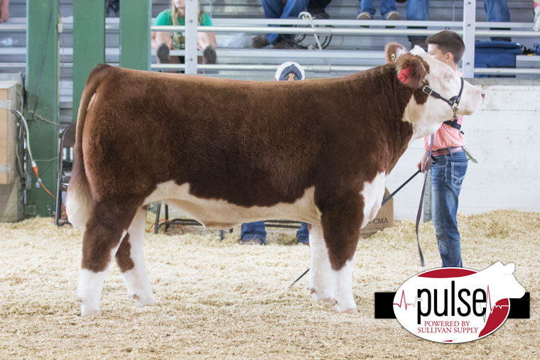Illinois State Fair | Junior Market Animals – Hereford Steers | The Pulse