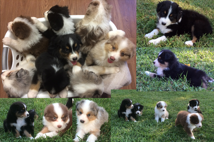 Australian Shepherd Puppies For Sale | The Pulse