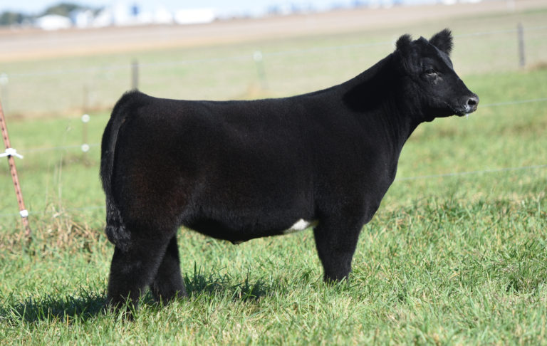 Jones Show Cattle Online Sale | The Pulse