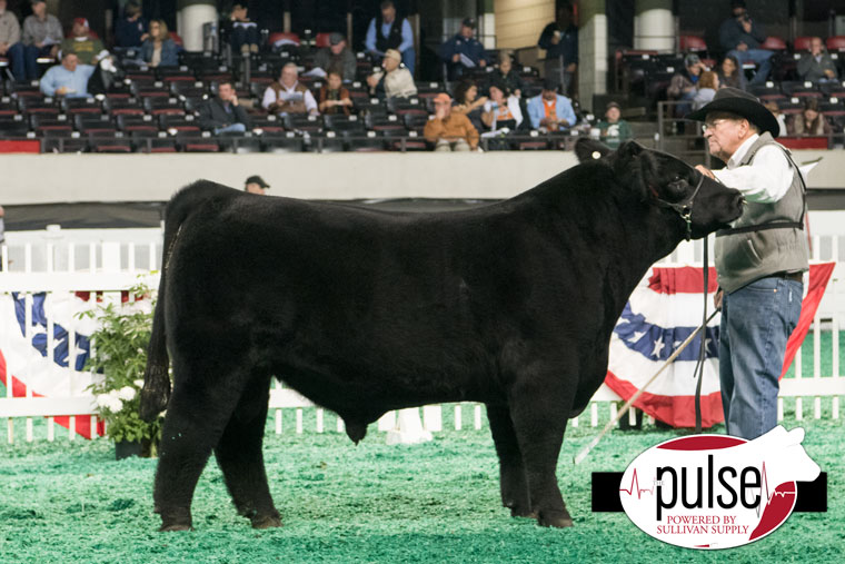 1res_naile16_open-mainetainer-bull_gab_6841