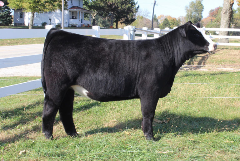 Olson Show Cattle Online Sale | The Pulse