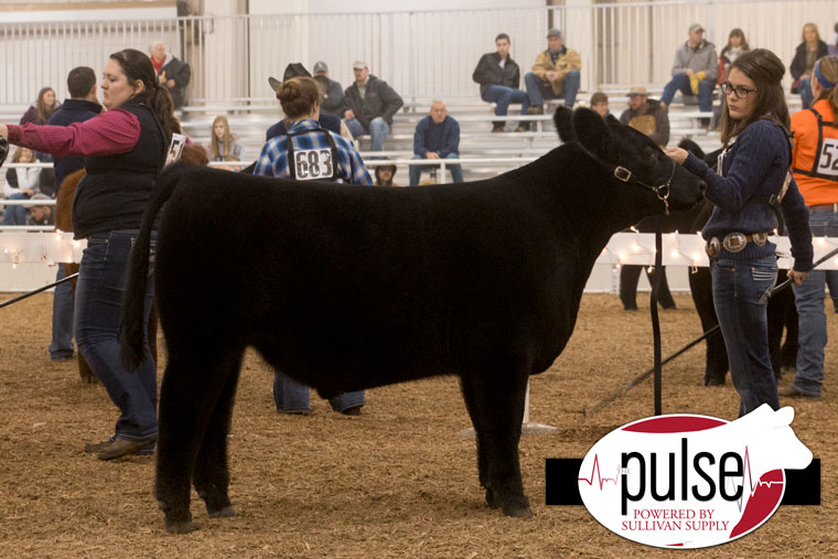 1ch_kbe16_angus-steer-ring-a_img_8365