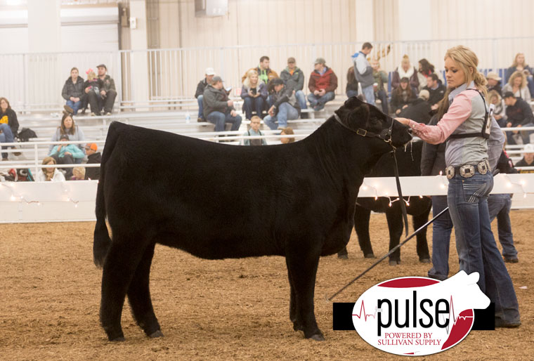 1ch_kbe16_limousin-heifer-ring-a_res-ring-b_img_8219