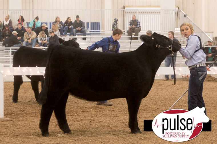 1ch_kbe16_limousin-heifer-ring-b_res-ring-a_img_8218