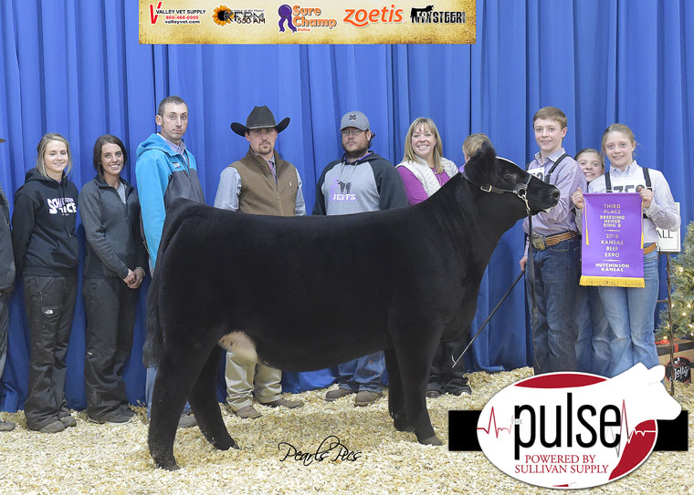 pulse_2016-kbe-3rd-overall-ring-b-foundation-simmental-exhibited-by-stewart-skiles-ppw3140