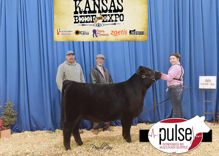 pulse_2016-kbe-4th-overall-sr-heifer-ring-a-champion-limousin-exhibited-by-kaylee-gum-ks-0311