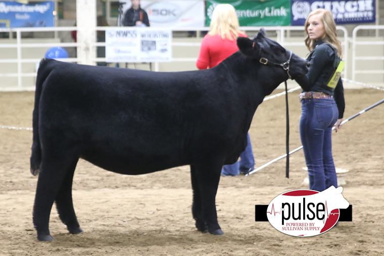 nwss-junior-percentage-simmental-show-champions-the-pulse