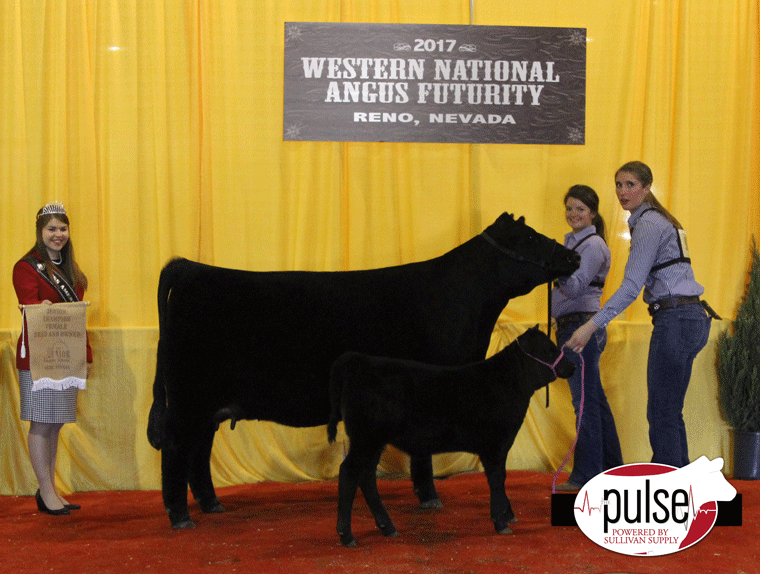 Western Regional Junior Angus Show Bred and Owned Junior Yearling