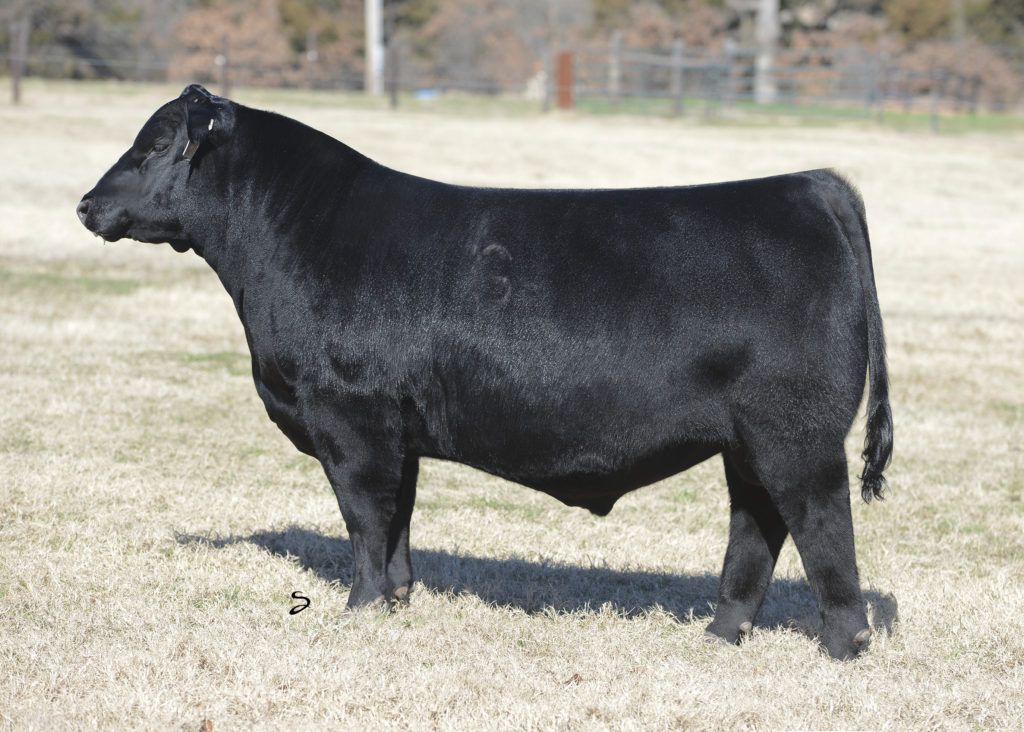 Griswold Cattle Grass to Grid Sale | The Pulse