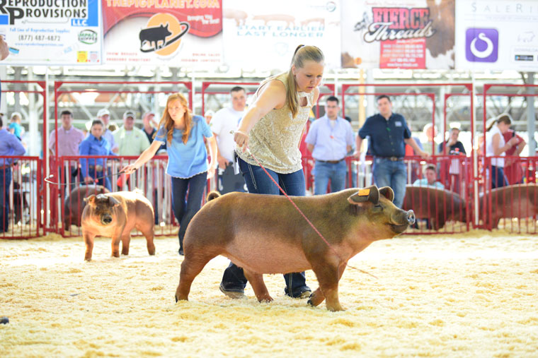 World Pork Expo Junior National | Top 5 Overall Duroc Gilts – Sullivan ...