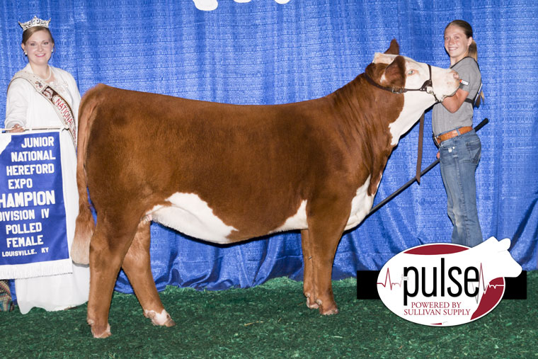 Junior National Hereford Expo | Owned Heifers – Division IV Polled ...