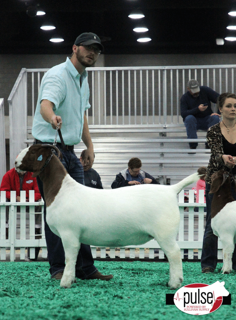 NAILE | Overall Fullblood Boer Goat Does | The Pulse