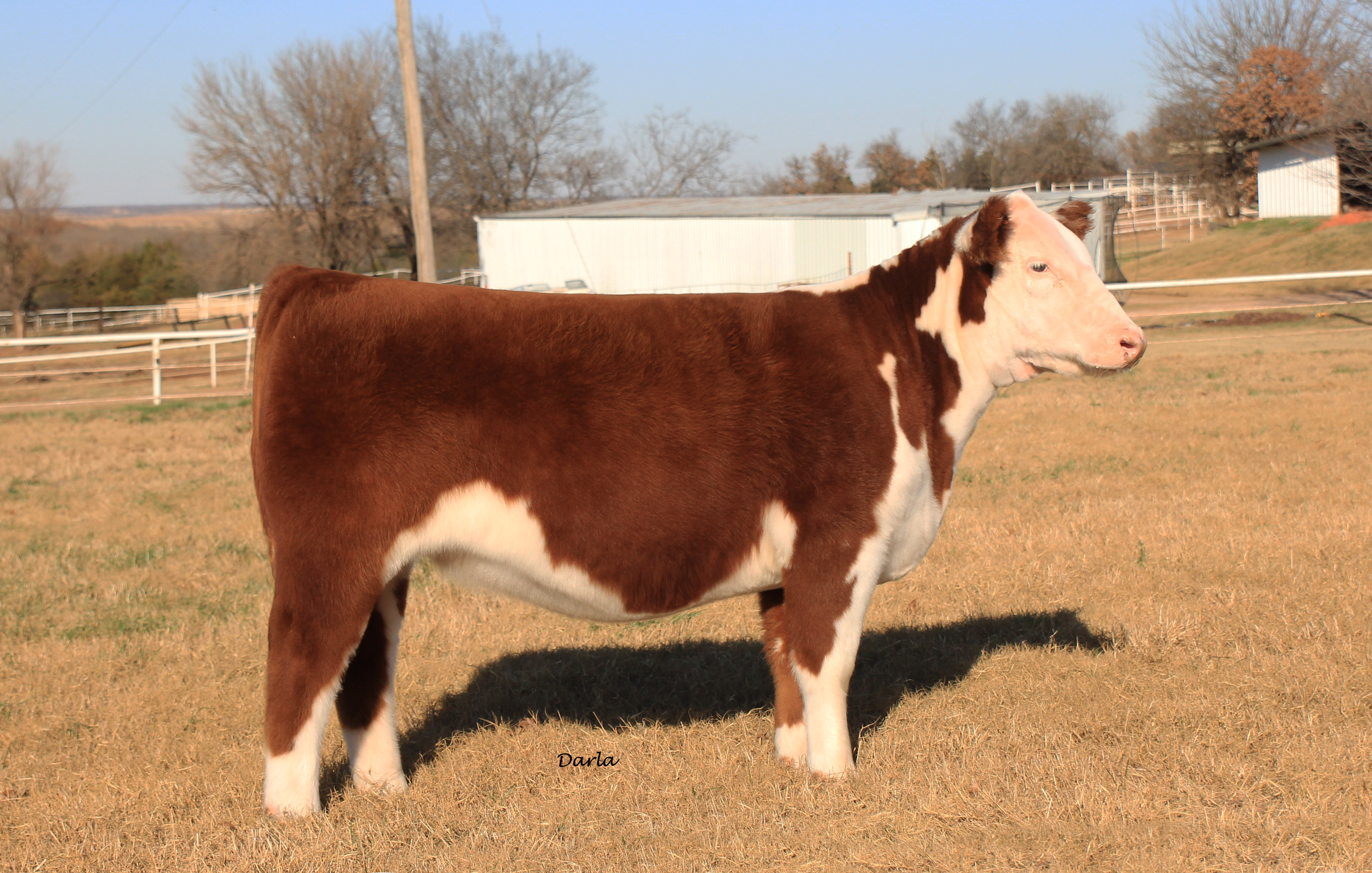McKay Cattle Company Online Sale | CLOSES TONIGHT | The Pulse