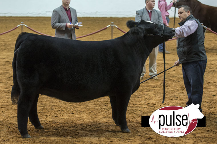 fwssr-open-percentage-simmental-females-the-pulse