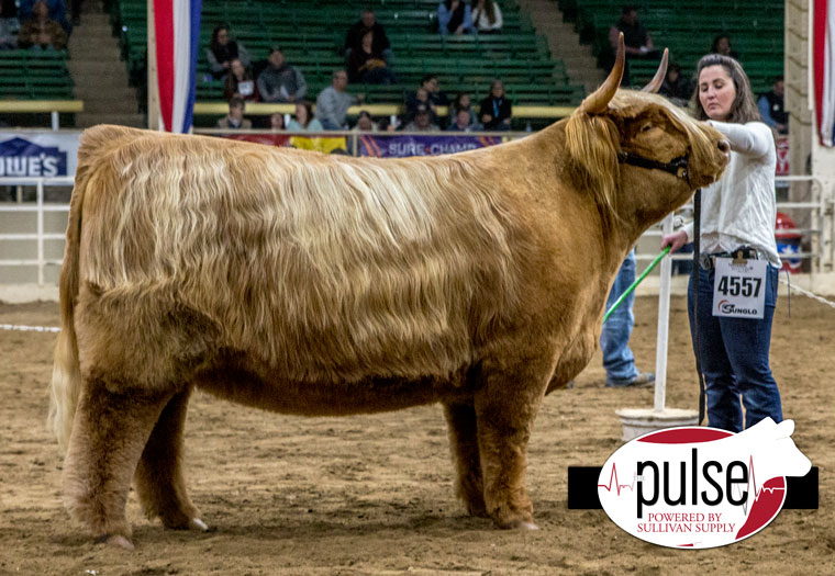 National Western | Open Highland Females | The Pulse