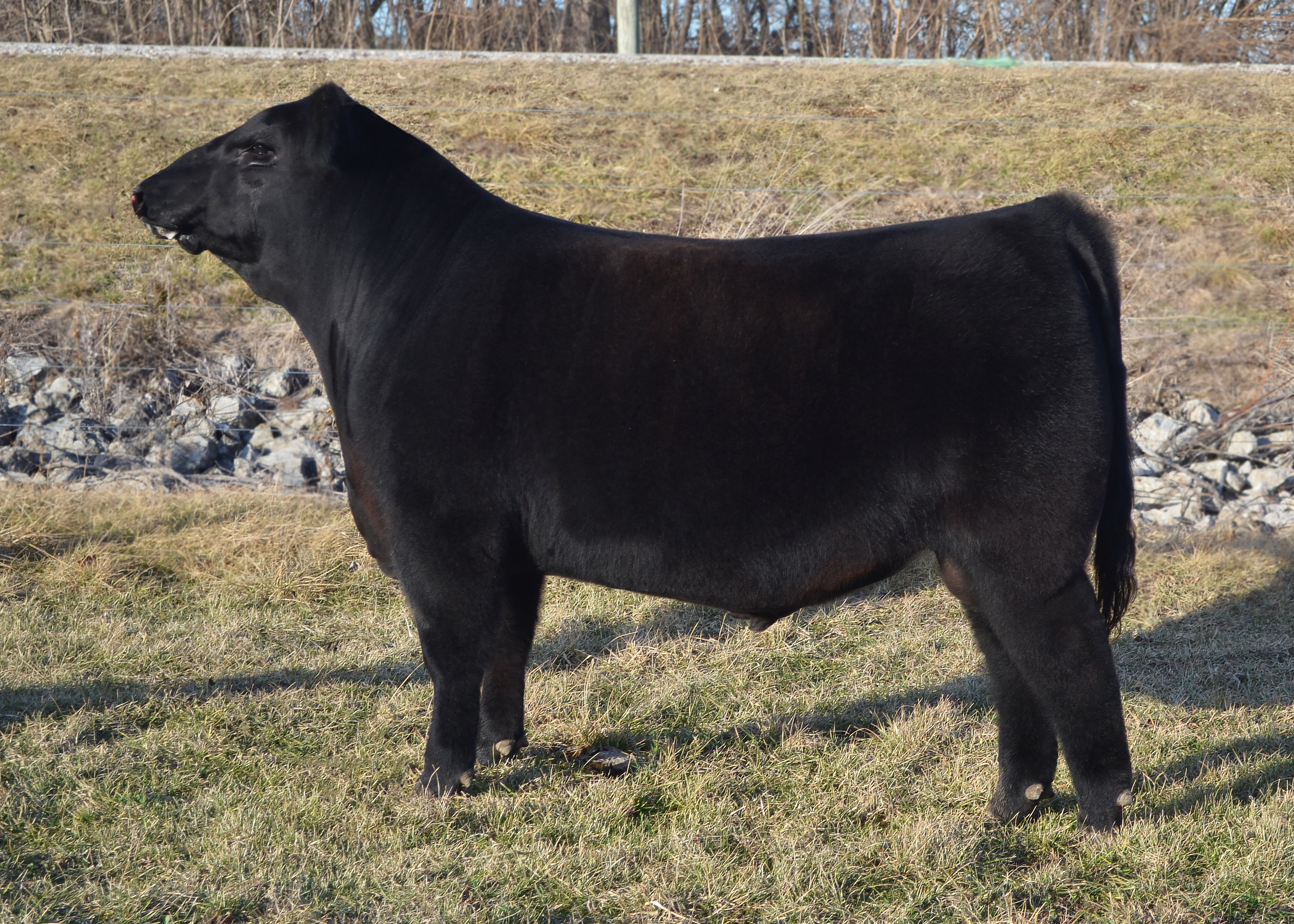 Sells in the Nebraska Cattlemen’s Classic Sale | The Pulse