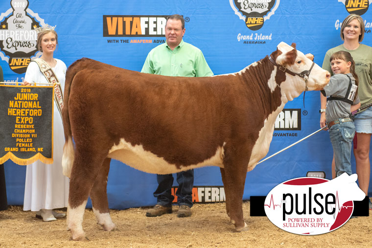 Junior National Hereford Expo | Owned Polled Hereford Females ...