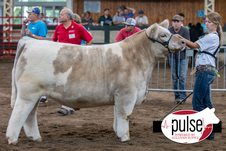 Iowa State Fair | 4-H Steers – Charolais | The Pulse