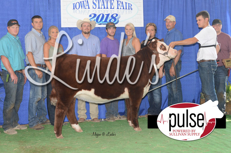 Iowa State Fair | FFA Heifers – Top 5 | The Pulse