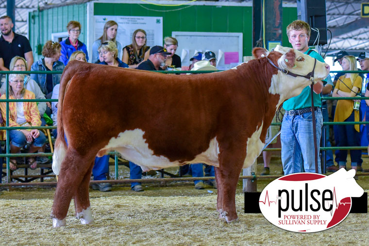 South Dakota State Fair | 4-H Hereford Market Steers | The Pulse