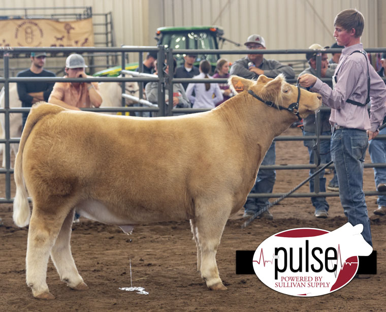 Showdown On The Plains | Charolais Steers – Ring B | The Pulse