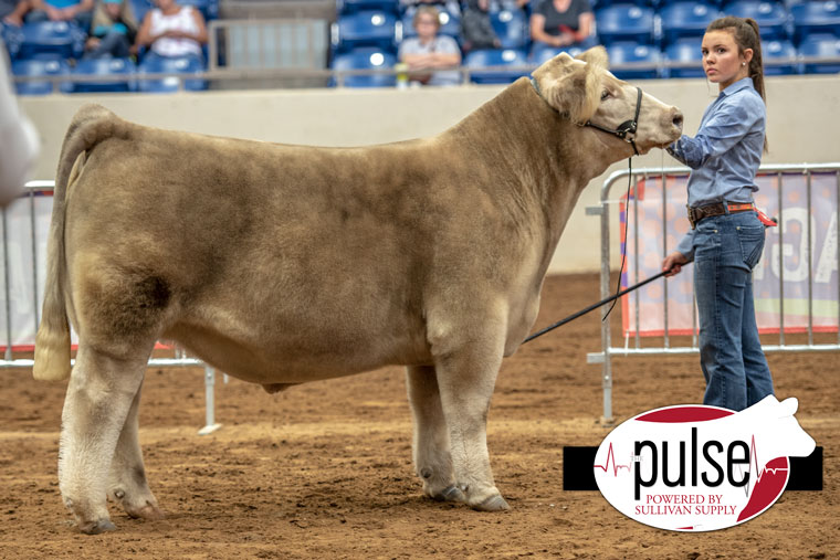 Tulsa State Fair | Market Steer Champions | The Pulse