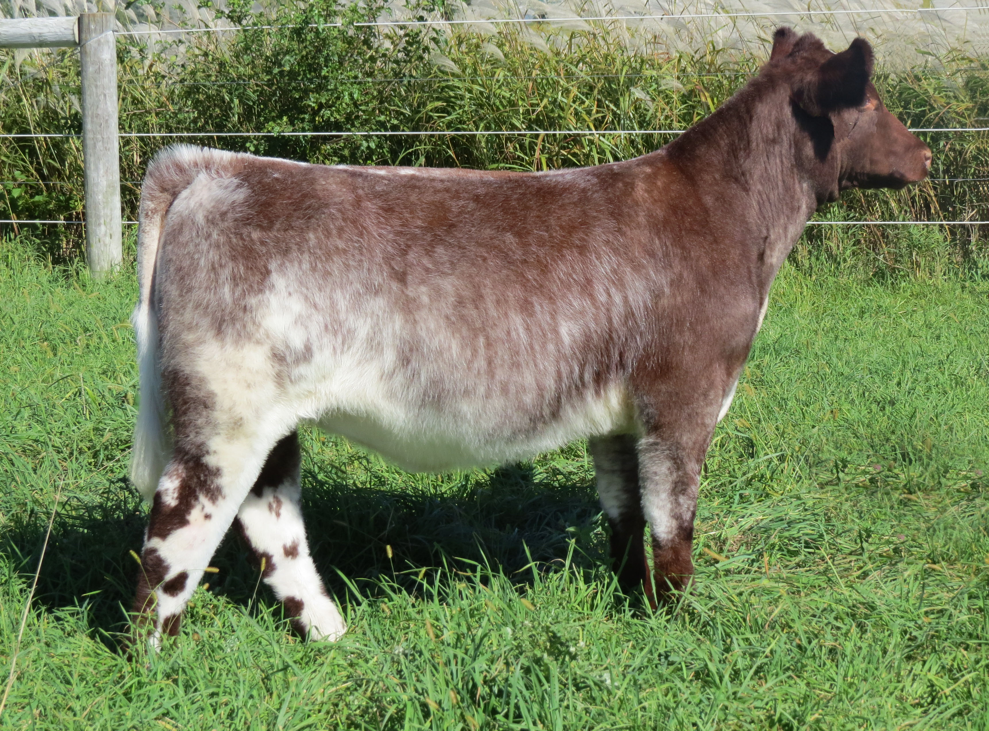 Selling Today in the Mitchell Family Shorthorns Online Shorthorn ...