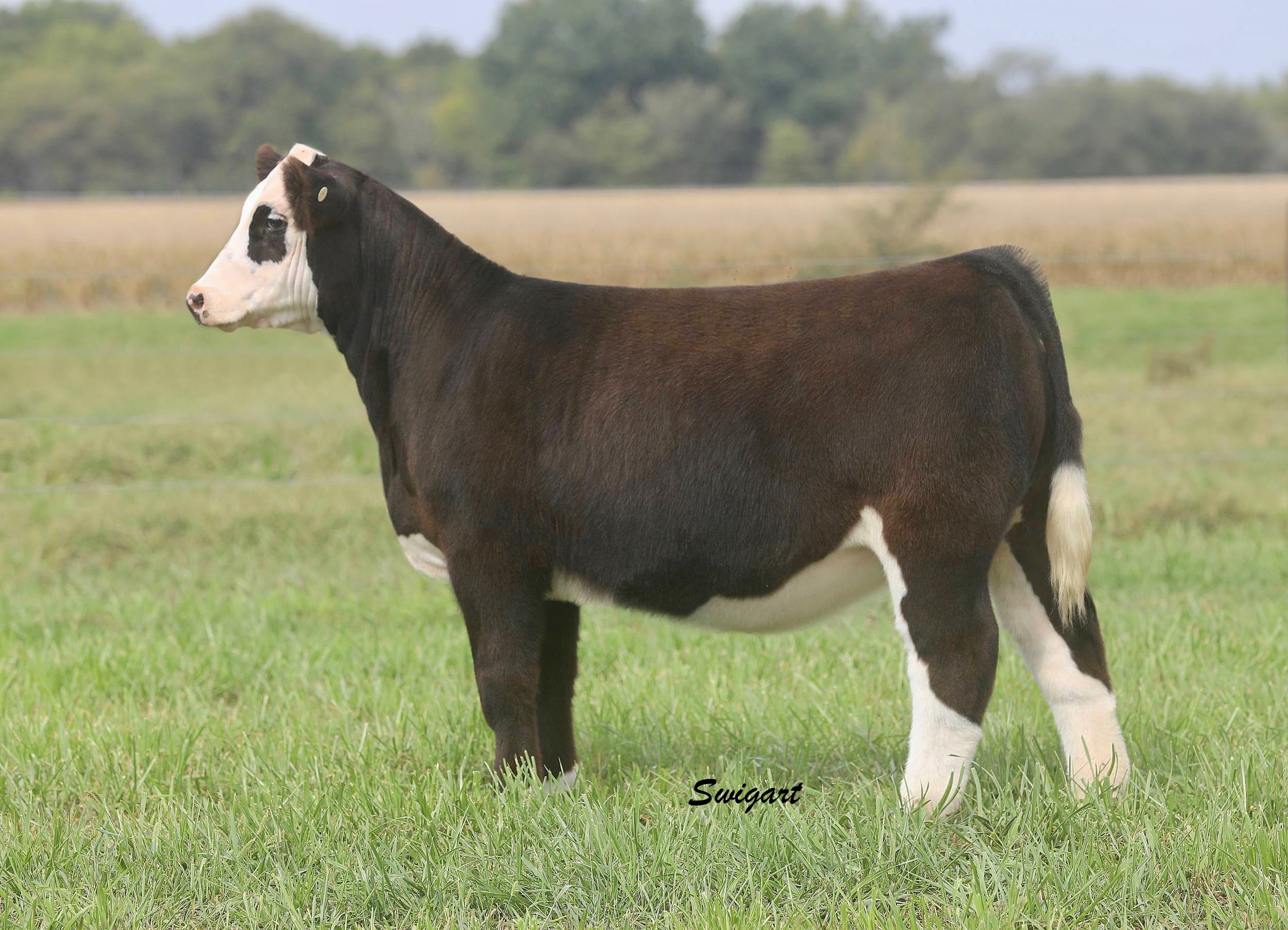 Bloomberg Cattle Online Heifer Sale | Ends Tonight! | The Pulse