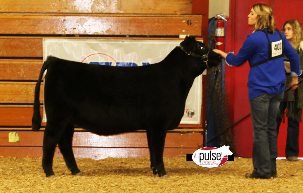 Heart Of It All ~Lima, OH | Ring 1 – Angus Heifers | The Pulse