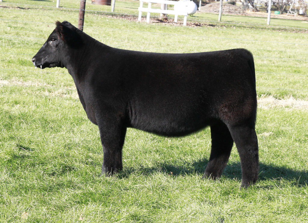 Minnaert Show Cattle Heifers, Steers, Bull Lease and Genetics | Selling ...