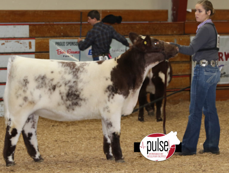 Heart Of It All ~ Lima Ohio | Ring A & B – Shorthorn | The Pulse