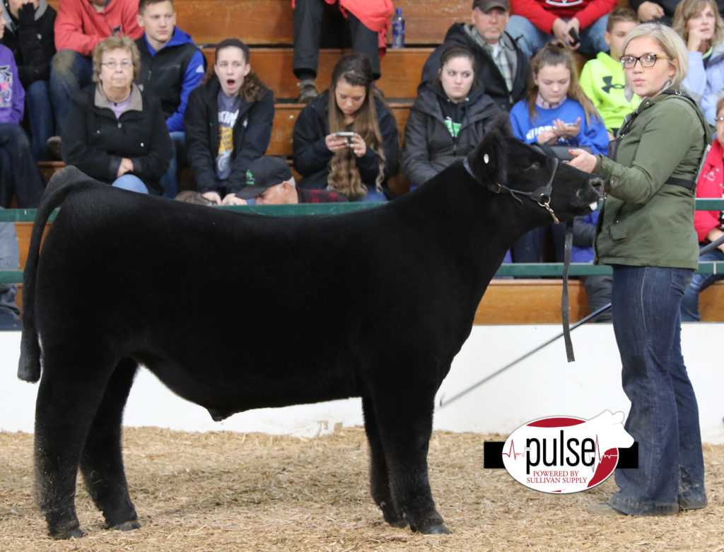 Heart Of It All ~ Lima Ohio| Ring A & B – Division II Crossbred Steers ...