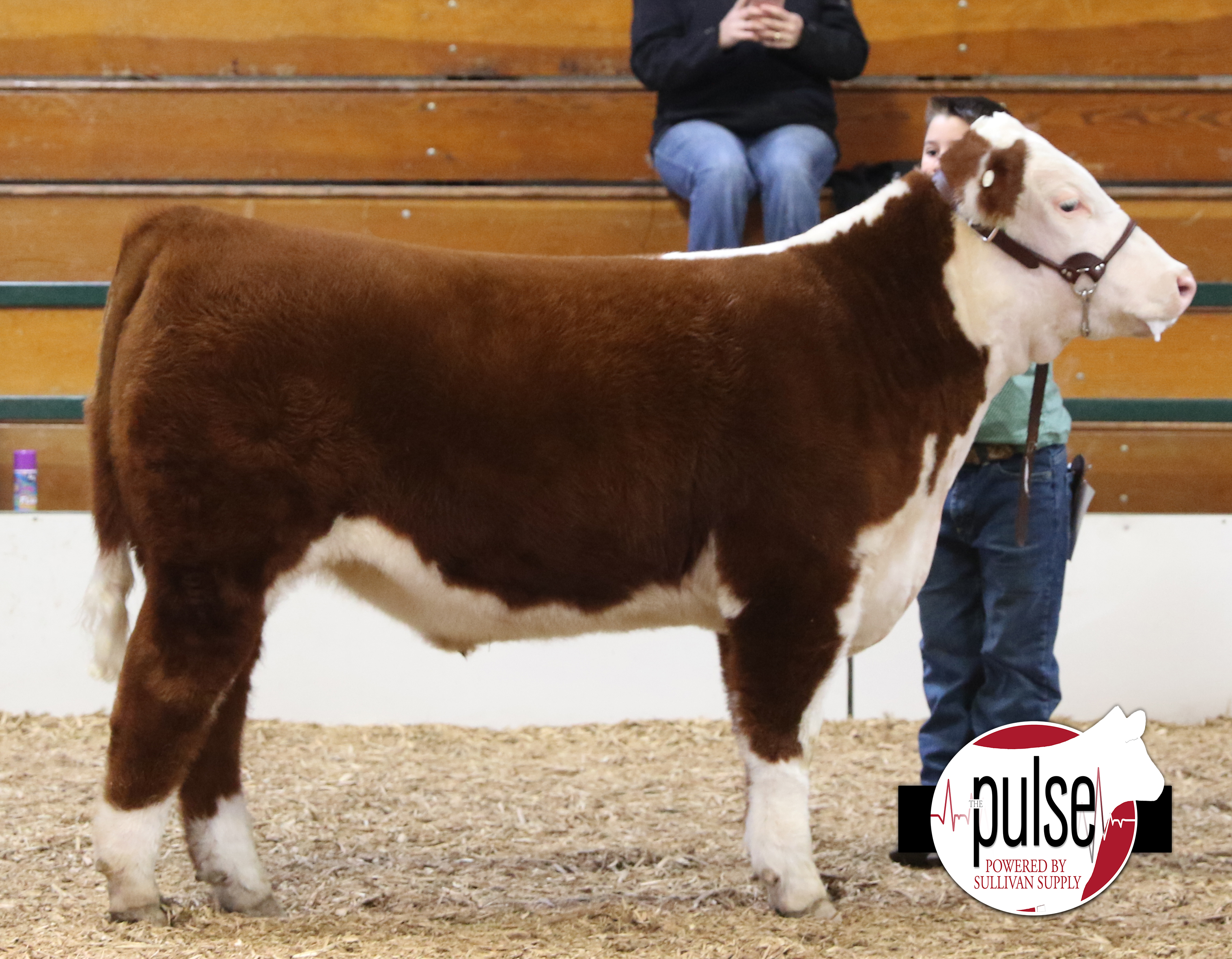 Heart Of It All~ Lima Ohio | Ring A & B Hereford Steers | The Pulse