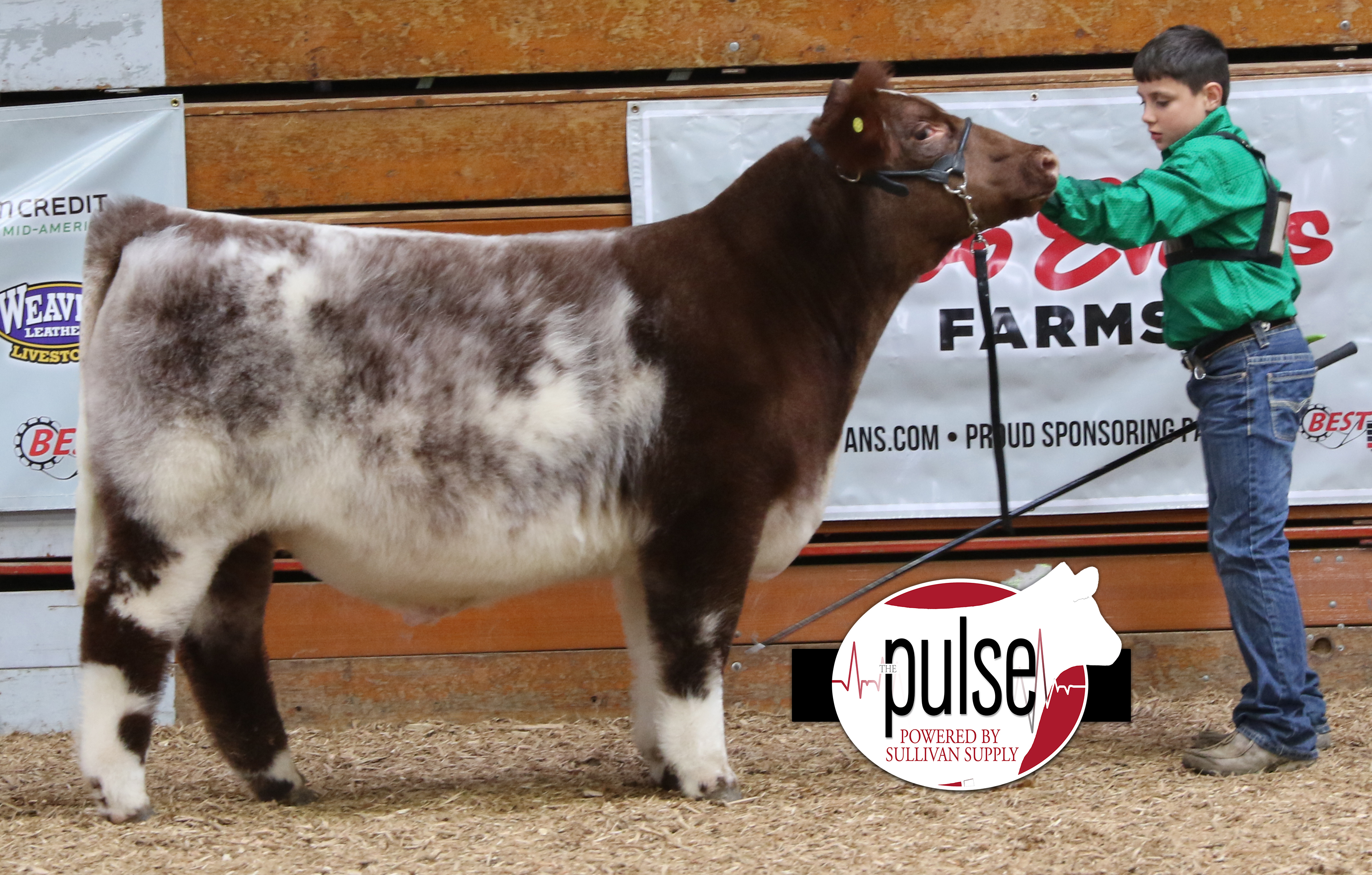 Heart Of It All ~ Lima Ohio | Ring A & B Shorthorn | The Pulse