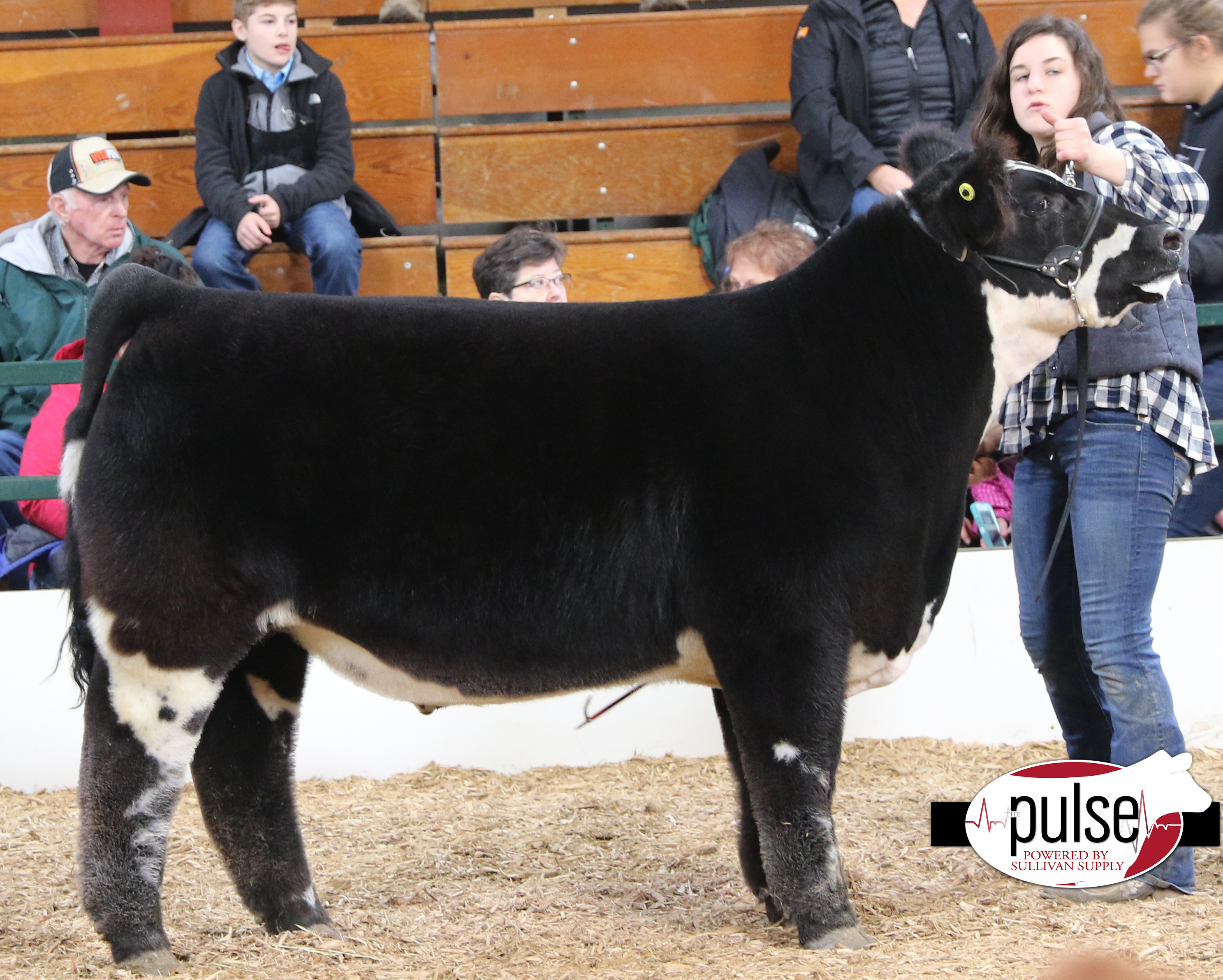 Heart Of It All~ Lima Ohio | Ring A & B – Simmentals | The Pulse