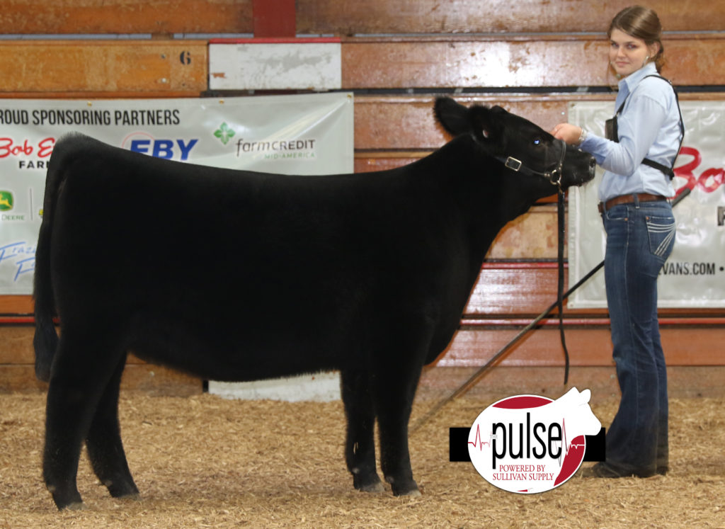 Heart Of It All~ Lima, Ohio | Crossbred Heifer | The Pulse